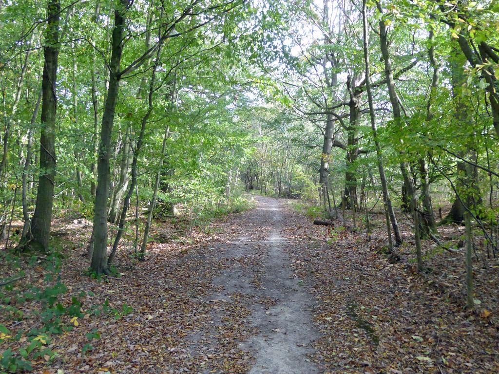 A wide leaf-strewn path running between tall trees in Blean Woods.